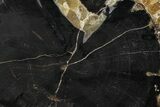 Petrified Wood (Schinoxylon) Limb Section - Blue Forest, Wyoming #371120-1